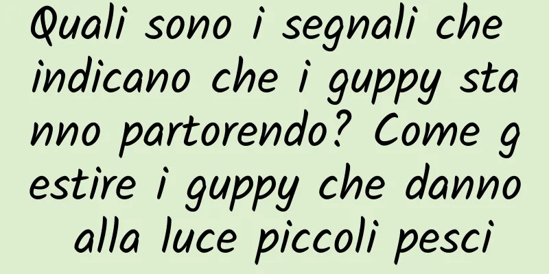 Quali sono i segnali che indicano che i guppy stanno partorendo? Come gestire i guppy che danno alla luce piccoli pesci