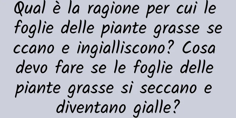 Qual è la ragione per cui le foglie delle piante grasse seccano e ingialliscono? Cosa devo fare se le foglie delle piante grasse si seccano e diventano gialle?