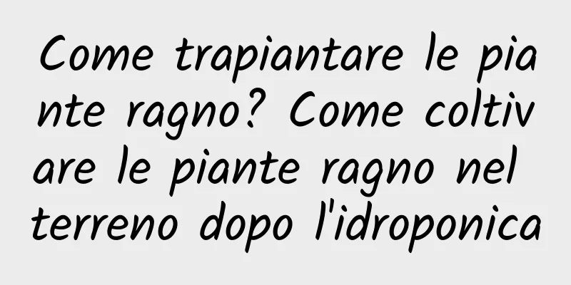 Come trapiantare le piante ragno? Come coltivare le piante ragno nel terreno dopo l'idroponica