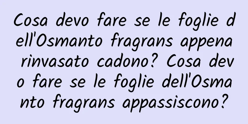 Cosa devo fare se le foglie dell'Osmanto fragrans appena rinvasato cadono? Cosa devo fare se le foglie dell'Osmanto fragrans appassiscono?