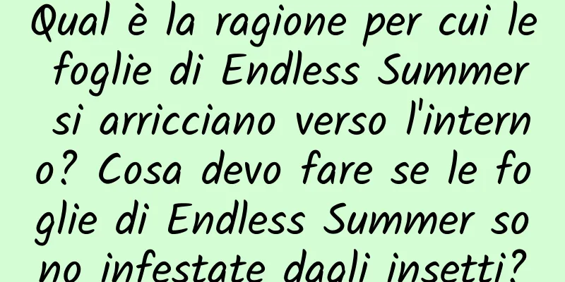 Qual è la ragione per cui le foglie di Endless Summer si arricciano verso l'interno? Cosa devo fare se le foglie di Endless Summer sono infestate dagli insetti?
