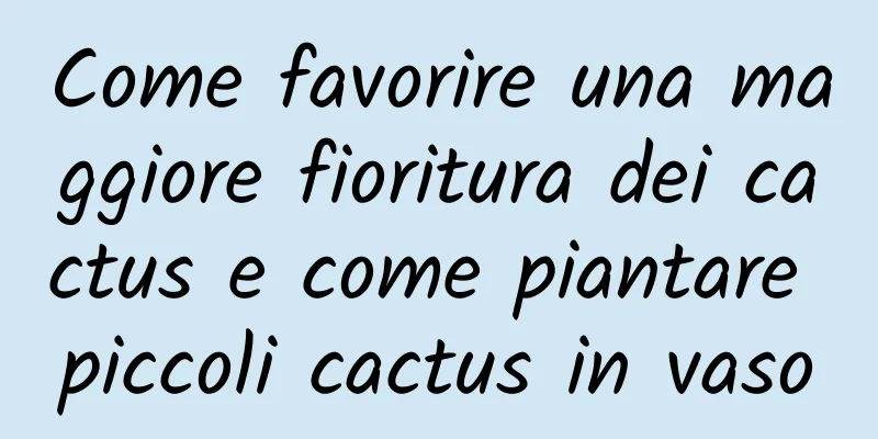 Come favorire una maggiore fioritura dei cactus e come piantare piccoli cactus in vaso