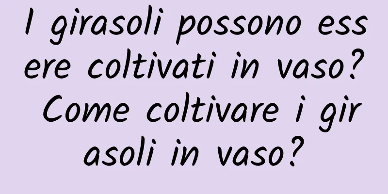 I girasoli possono essere coltivati ​​in vaso? Come coltivare i girasoli in vaso?