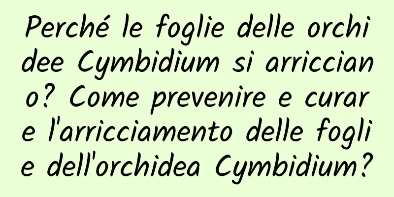 Perché le foglie delle orchidee Cymbidium si arricciano? Come prevenire e curare l'arricciamento delle foglie dell'orchidea Cymbidium?
