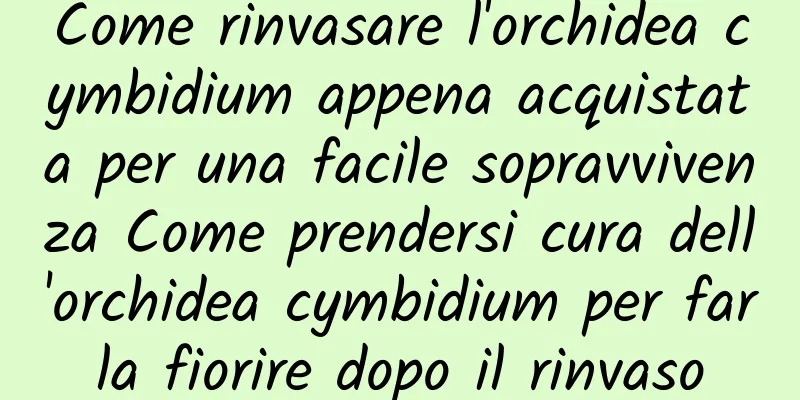 Come rinvasare l'orchidea cymbidium appena acquistata per una facile sopravvivenza Come prendersi cura dell'orchidea cymbidium per farla fiorire dopo il rinvaso