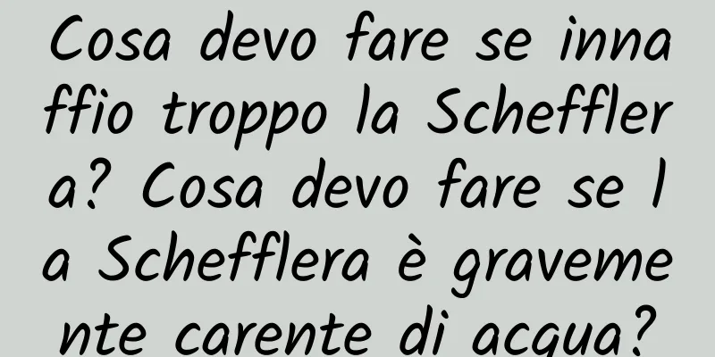 Cosa devo fare se innaffio troppo la Schefflera? Cosa devo fare se la Schefflera è gravemente carente di acqua?