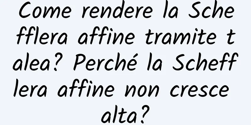 Come rendere la Schefflera affine tramite talea? Perché la Schefflera affine non cresce alta?