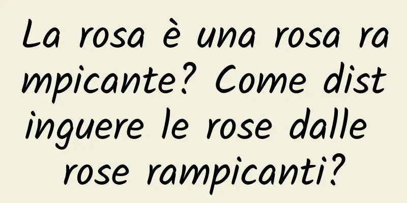 La rosa è una rosa rampicante? Come distinguere le rose dalle rose rampicanti?