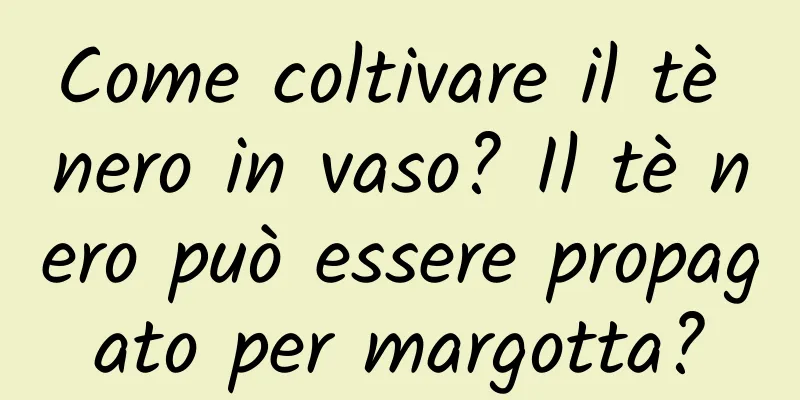 Come coltivare il tè nero in vaso? Il tè nero può essere propagato per margotta?
