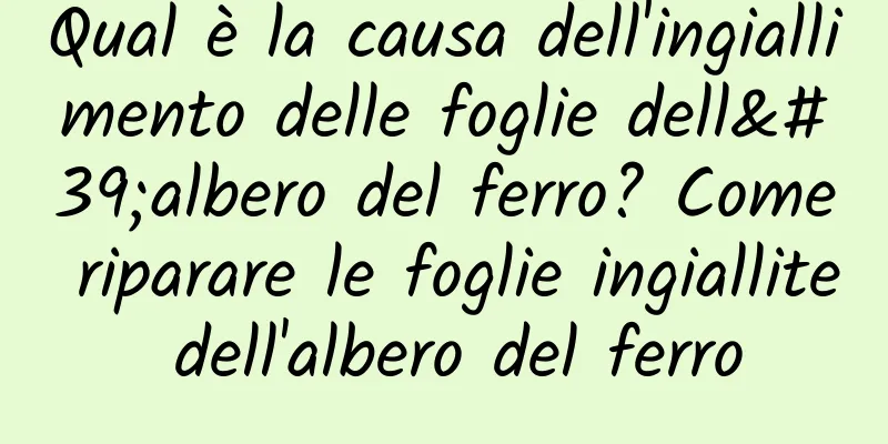 Qual è la causa dell'ingiallimento delle foglie dell'albero del ferro? Come riparare le foglie ingiallite dell'albero del ferro
