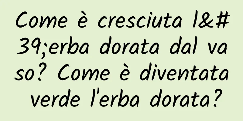 Come è cresciuta l'erba dorata dal vaso? Come è diventata verde l'erba dorata?