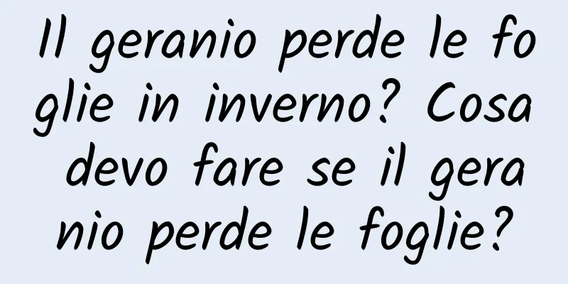 Il geranio perde le foglie in inverno? Cosa devo fare se il geranio perde le foglie?