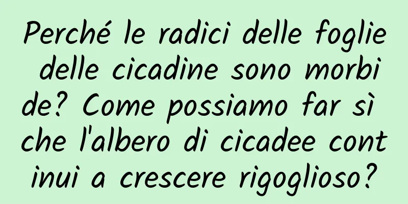 Perché le radici delle foglie delle cicadine sono morbide? Come possiamo far sì che l'albero di cicadee continui a crescere rigoglioso?