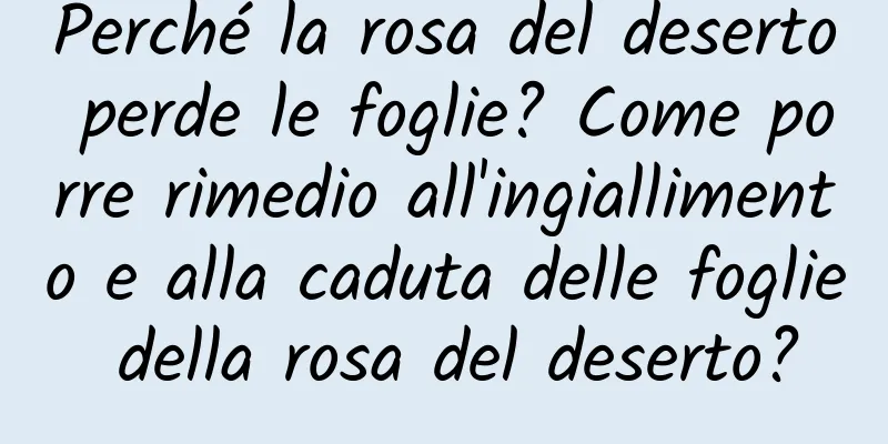 Perché la rosa del deserto perde le foglie? Come porre rimedio all'ingiallimento e alla caduta delle foglie della rosa del deserto?