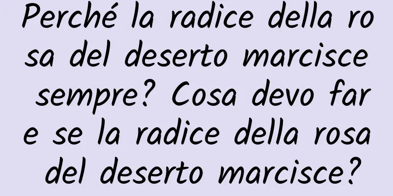 Perché la radice della rosa del deserto marcisce sempre? Cosa devo fare se la radice della rosa del deserto marcisce?