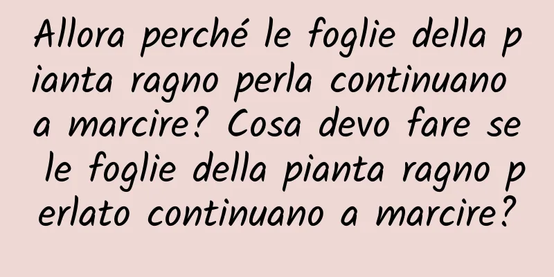 Allora perché le foglie della pianta ragno perla continuano a marcire? Cosa devo fare se le foglie della pianta ragno perlato continuano a marcire?
