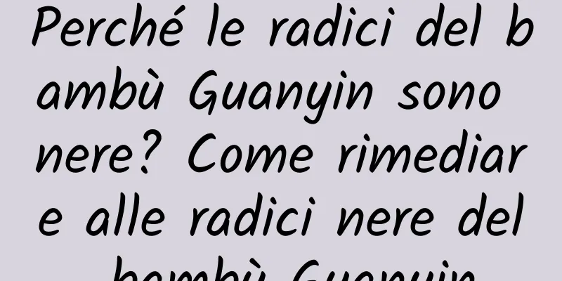 Perché le radici del bambù Guanyin sono nere? Come rimediare alle radici nere del bambù Guanyin