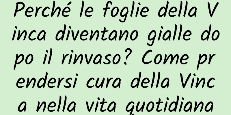 Perché le foglie della Vinca diventano gialle dopo il rinvaso? Come prendersi cura della Vinca nella vita quotidiana