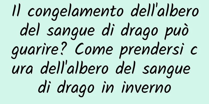 Il congelamento dell'albero del sangue di drago può guarire? Come prendersi cura dell'albero del sangue di drago in inverno