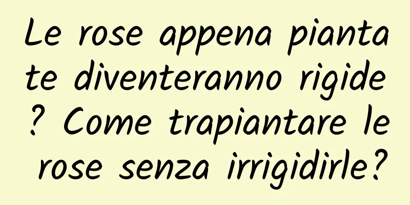 Le rose appena piantate diventeranno rigide? Come trapiantare le rose senza irrigidirle?