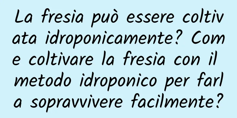 La fresia può essere coltivata idroponicamente? Come coltivare la fresia con il metodo idroponico per farla sopravvivere facilmente?