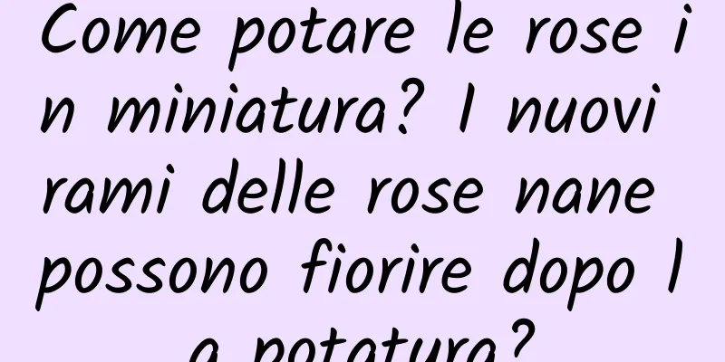 Come potare le rose in miniatura? I nuovi rami delle rose nane possono fiorire dopo la potatura?