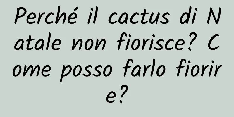 Perché il cactus di Natale non fiorisce? Come posso farlo fiorire?