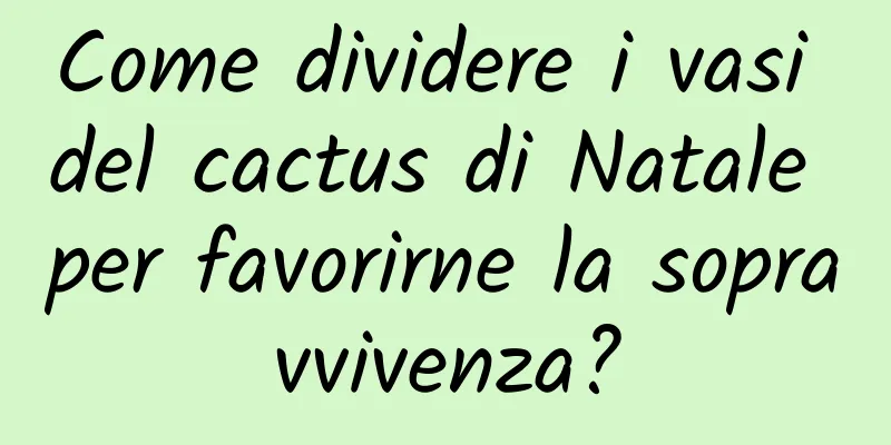 Come dividere i vasi del cactus di Natale per favorirne la sopravvivenza?