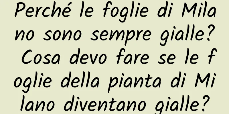 Perché le foglie di Milano sono sempre gialle? Cosa devo fare se le foglie della pianta di Milano diventano gialle?