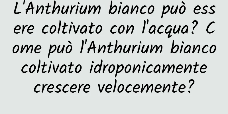 L'Anthurium bianco può essere coltivato con l'acqua? Come può l'Anthurium bianco coltivato idroponicamente crescere velocemente?