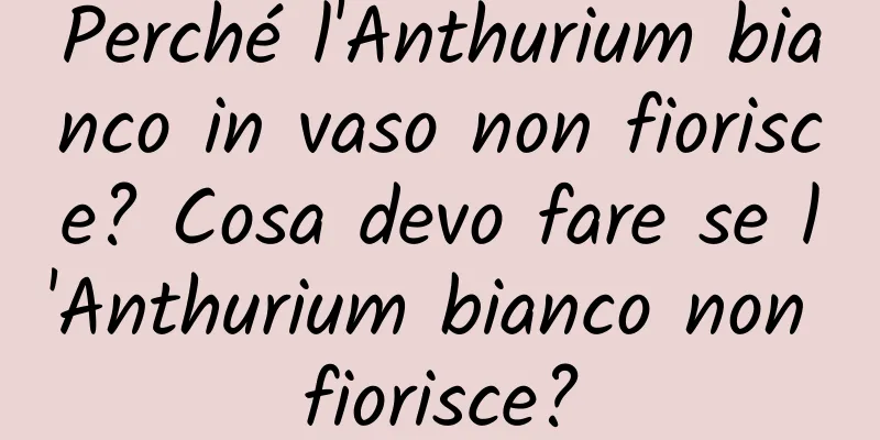 Perché l'Anthurium bianco in vaso non fiorisce? Cosa devo fare se l'Anthurium bianco non fiorisce?