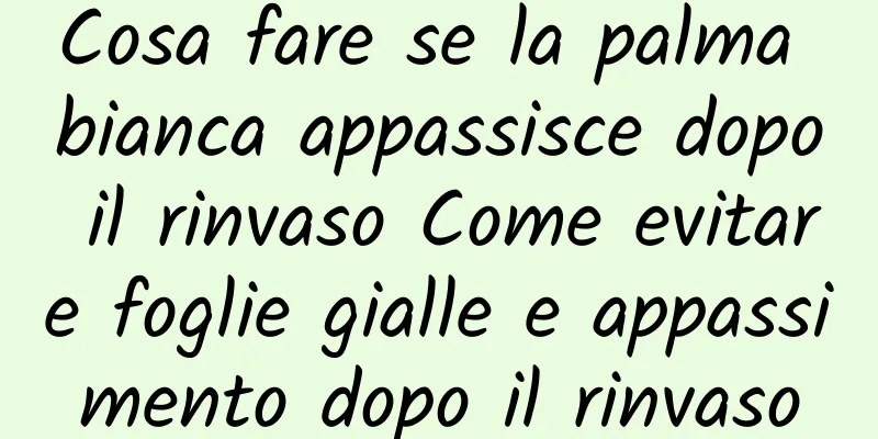 Cosa fare se la palma bianca appassisce dopo il rinvaso Come evitare foglie gialle e appassimento dopo il rinvaso