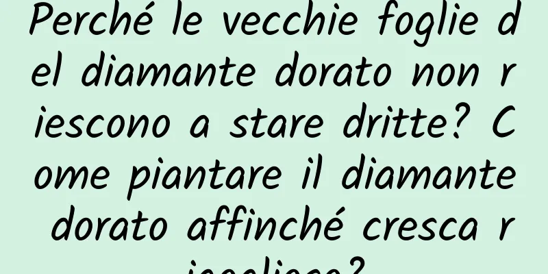 Perché le vecchie foglie del diamante dorato non riescono a stare dritte? Come piantare il diamante dorato affinché cresca rigoglioso?
