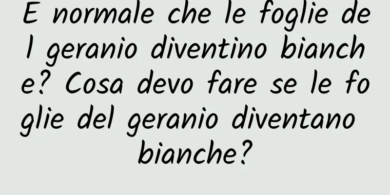 È normale che le foglie del geranio diventino bianche? Cosa devo fare se le foglie del geranio diventano bianche?