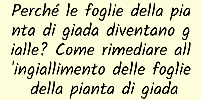 Perché le foglie della pianta di giada diventano gialle? Come rimediare all'ingiallimento delle foglie della pianta di giada
