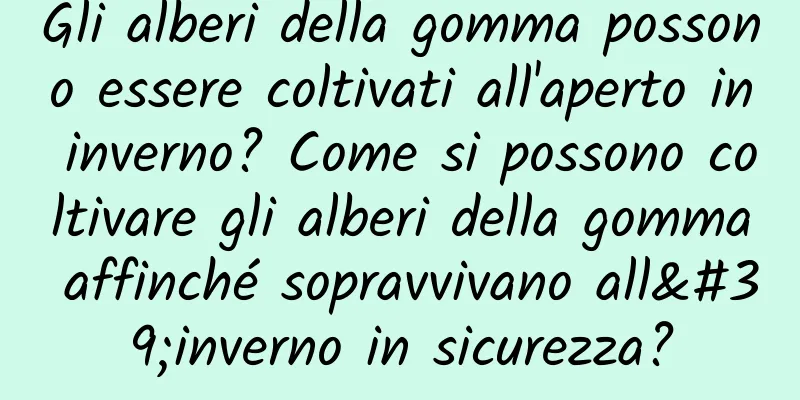 Gli alberi della gomma possono essere coltivati ​​all'aperto in inverno? Come si possono coltivare gli alberi della gomma affinché sopravvivano all'inverno in sicurezza?