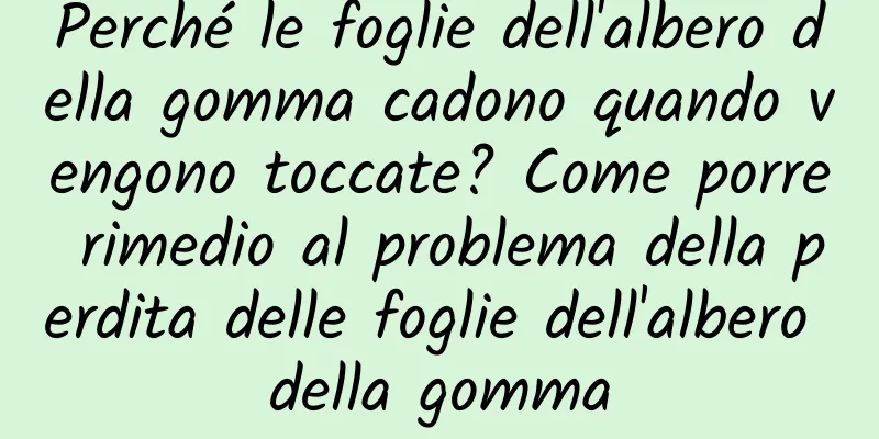 Perché le foglie dell'albero della gomma cadono quando vengono toccate? Come porre rimedio al problema della perdita delle foglie dell'albero della gomma