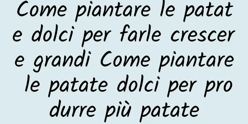 Come piantare le patate dolci per farle crescere grandi Come piantare le patate dolci per produrre più patate