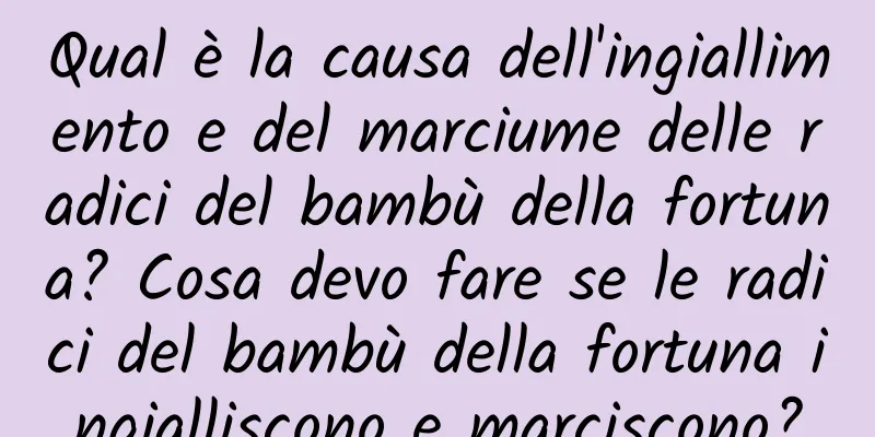 Qual è la causa dell'ingiallimento e del marciume delle radici del bambù della fortuna? Cosa devo fare se le radici del bambù della fortuna ingialliscono e marciscono?
