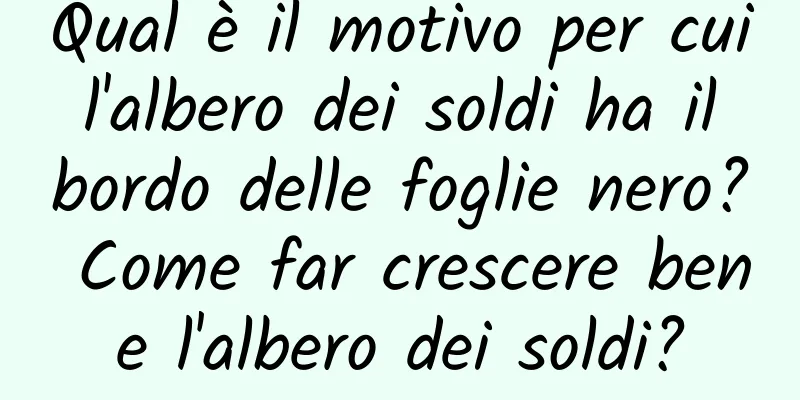 Qual è il motivo per cui l'albero dei soldi ha il bordo delle foglie nero? Come far crescere bene l'albero dei soldi?
