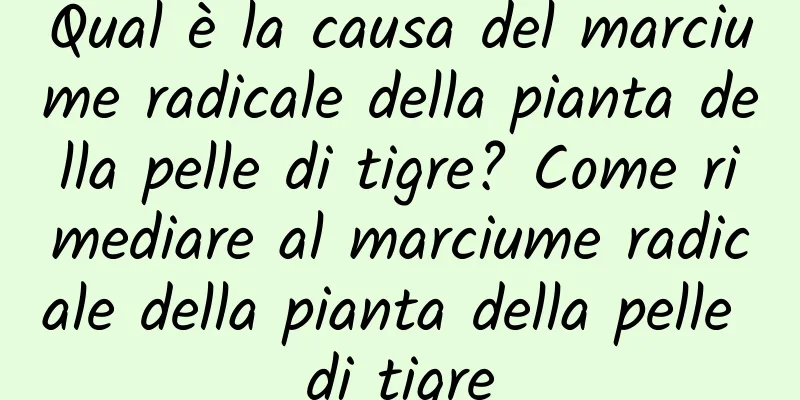 Qual è la causa del marciume radicale della pianta della pelle di tigre? Come rimediare al marciume radicale della pianta della pelle di tigre