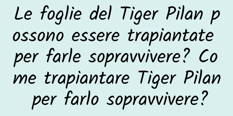 Le foglie del Tiger Pilan possono essere trapiantate per farle sopravvivere? Come trapiantare Tiger Pilan per farlo sopravvivere?