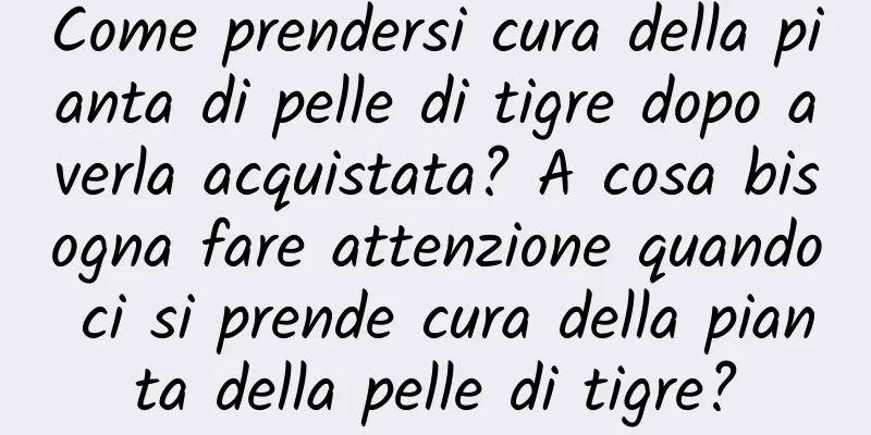 Come prendersi cura della pianta di pelle di tigre dopo averla acquistata? A cosa bisogna fare attenzione quando ci si prende cura della pianta della pelle di tigre?
