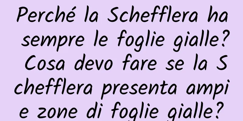 Perché la Schefflera ha sempre le foglie gialle? Cosa devo fare se la Schefflera presenta ampie zone di foglie gialle?