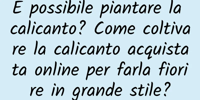 È possibile piantare la calicanto? Come coltivare la calicanto acquistata online per farla fiorire in grande stile?