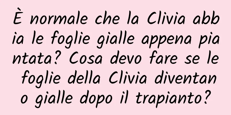È normale che la Clivia abbia le foglie gialle appena piantata? Cosa devo fare se le foglie della Clivia diventano gialle dopo il trapianto?