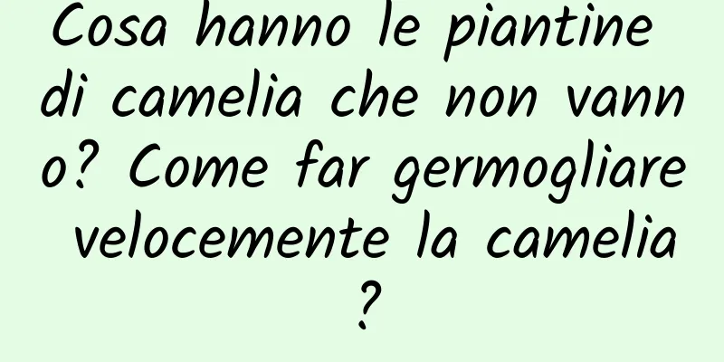Cosa hanno le piantine di camelia che non vanno? Come far germogliare velocemente la camelia?