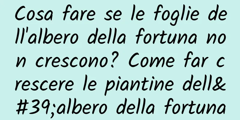 Cosa fare se le foglie dell'albero della fortuna non crescono? Come far crescere le piantine dell'albero della fortuna