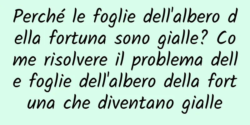 Perché le foglie dell'albero della fortuna sono gialle? Come risolvere il problema delle foglie dell'albero della fortuna che diventano gialle