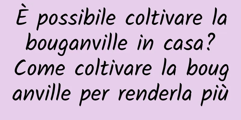 È possibile coltivare la bouganville in casa? Come coltivare la bouganville per renderla più